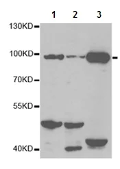 Western blot - Anti-VAP1 antibody (AB196739)