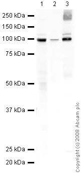 Western blot - Anti-VAP1 antibody (AB42885)
