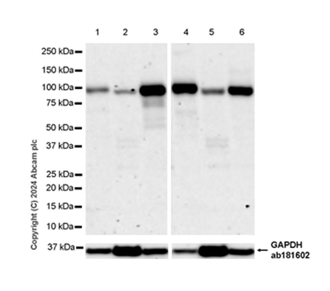 Western blot - Anti-VAP1 antibody [EPR28748-59] (ab317620), expandable thumbnail