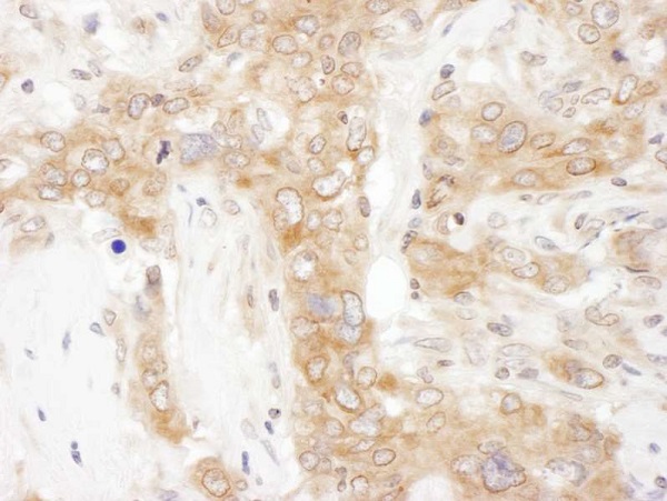 Immunohistochemistry (Formalin/PFA-fixed paraffin-embedded sections) - Anti-VAPA antibody (AB225890), expandable thumbnail