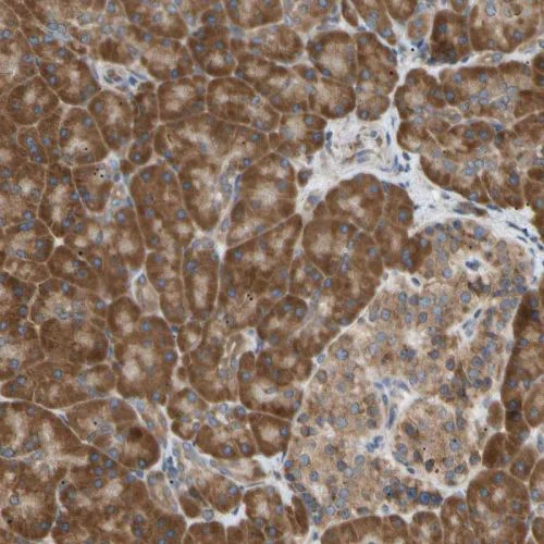 Immunohistochemistry (Formalin/PFA-fixed paraffin-embedded sections) - Anti-VAPA antibody (AB244312)