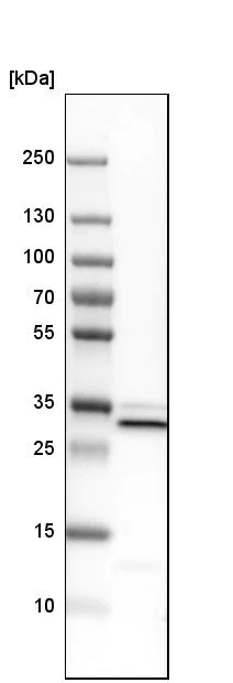 Western blot - Anti-VAPA antibody (AB244312)