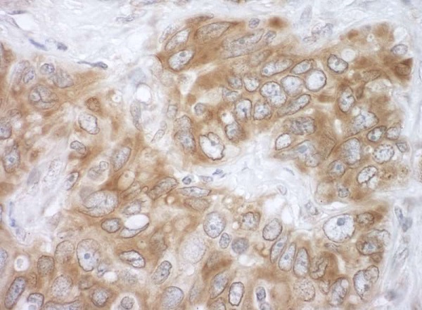 Immunohistochemistry (Formalin/PFA-fixed paraffin-embedded sections) - Anti-VAPB antibody (AB241298)
