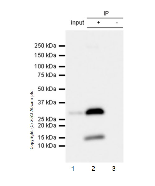 Immunoprecipitation - Anti-VAPB antibody [EPR27026-50] (AB315013), expandable thumbnail
