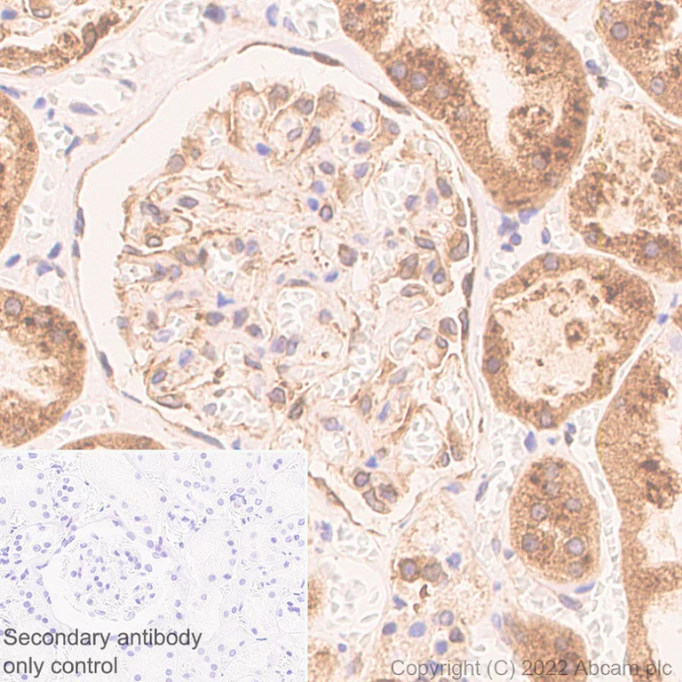Immunohistochemistry (Formalin/PFA-fixed paraffin-embedded sections) - Anti-VAPB antibody [EPR27026-50] - BSA and Azide free (AB315014)