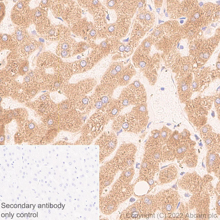 Immunohistochemistry (Formalin/PFA-fixed paraffin-embedded sections) - Anti-VAPB antibody [EPR27026-50] - BSA and Azide free (AB315014)
