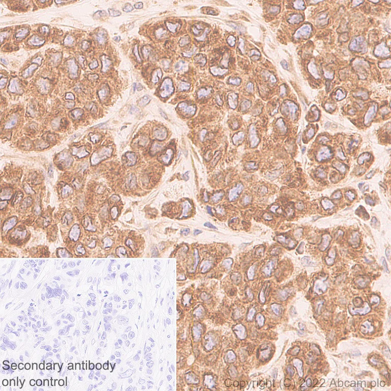 Immunohistochemistry (Formalin/PFA-fixed paraffin-embedded sections) - Anti-VAPB antibody [EPR27026-50] - BSA and Azide free (AB315014)