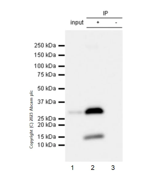 Immunoprecipitation - Anti-VAPB antibody [EPR27026-50] - BSA and Azide free (AB315014)