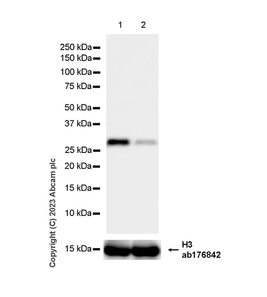 Western blot - Anti-VAPB antibody [EPR27026-50] - BSA and Azide free (AB315014)