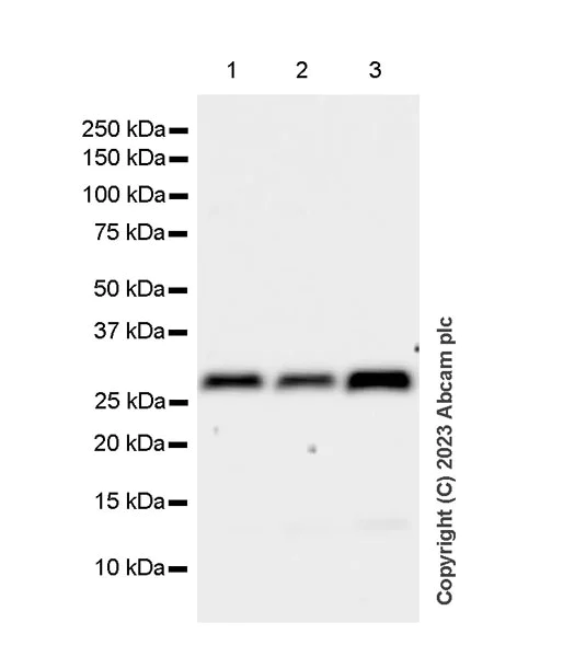 Western blot - Anti-VAPB antibody [EPR27026-50] - BSA and Azide free (AB315014)