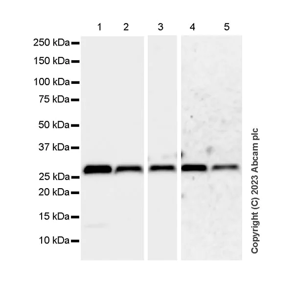 Western blot - Anti-VAPB antibody [EPR27026-50] - BSA and Azide free (AB315014)