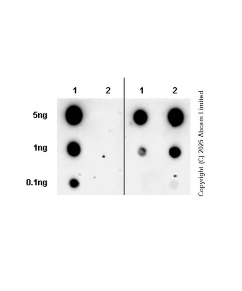Dot Blot - Anti-VAPB antibody [EPR27026-59] (AB324047)