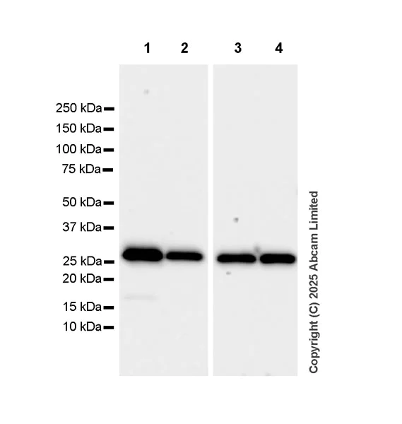 Western blot - Anti-VAPB antibody [EPR27026-59] (AB324047)