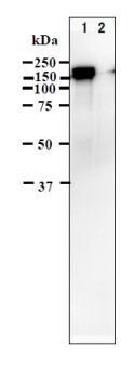 Western blot - Anti-Varicella Zoster Virus IE62 antibody [62B] - BSA and Azide free (AB212015), expandable thumbnail
