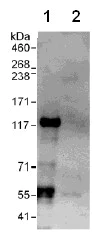 Immunoprecipitation - Anti-VARP antibody (AB108216)