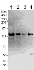 Western blot - Anti-VARP antibody (AB108216)
