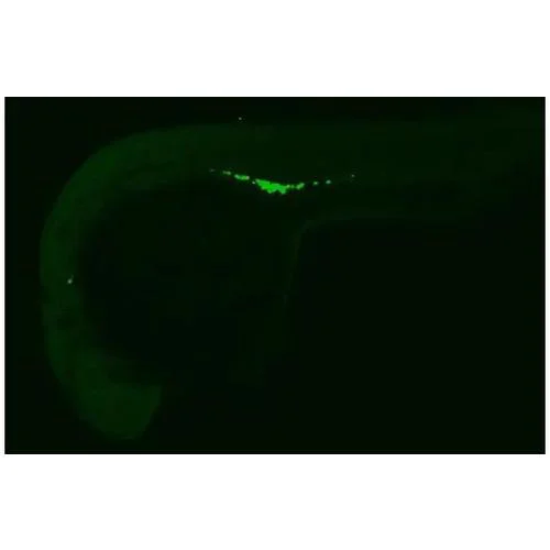 IHC - Wholemount - Anti-Vasa antibody [HL2485] (AB317236)