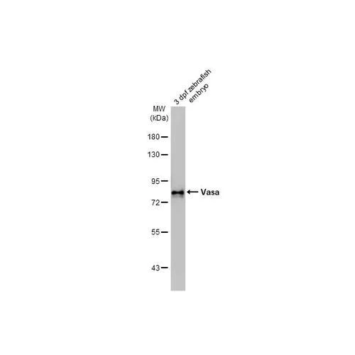 Western blot - Anti-Vasa antibody [HL2485] (AB317236)