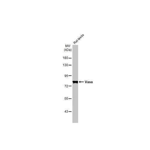 Western blot - Anti-Vasa antibody [HL2485] (AB317236)