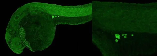 IHC - Wholemount - Anti-VASA/VAS antibody (AB209710)