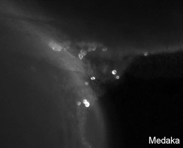 IHC - Wholemount - Anti-VASA/VAS antibody (AB209710)