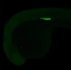 IHC - Wholemount - Anti-VASA/VAS antibody (AB209710)