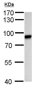 Western blot - Anti-VASA/VAS antibody (AB209710)