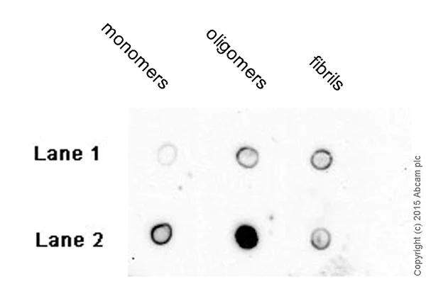 Dot Blot - Anti-vascular Amyloid 1-42 antibody [mOC31] - Conformation-Specific (AB201059)