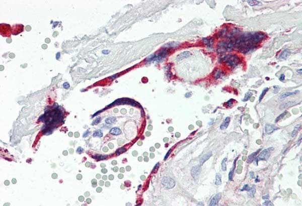 Immunohistochemistry (Formalin/PFA-fixed paraffin-embedded sections) - Anti-VASH1 antibody [4A3] (AB219790)