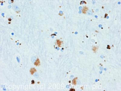 Immunohistochemistry (Formalin/PFA-fixed paraffin-embedded sections) - Anti-Vasopressin antibody (AB68669)
