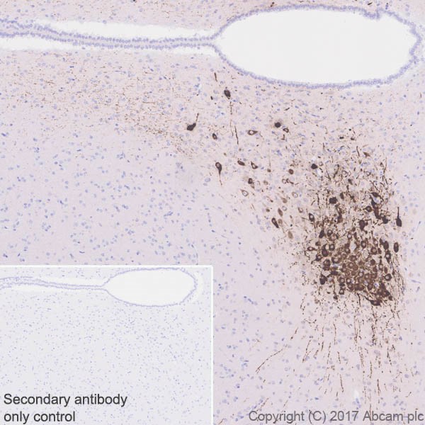 Immunohistochemistry (Formalin/PFA-fixed paraffin-embedded sections) - Anti-Vasopressin antibody [EPR20602] (AB213708), expandable thumbnail