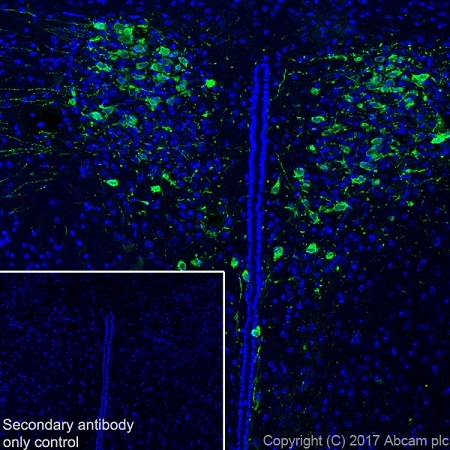 Immunohistochemistry (Frozen sections) - Anti-Vasopressin antibody [EPR20602] (AB213708), expandable thumbnail