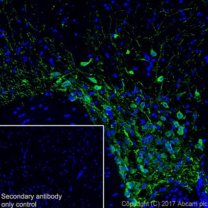 Immunohistochemistry (Frozen sections) - Anti-Vasopressin antibody [EPR20602] (ab213708), expandable thumbnail