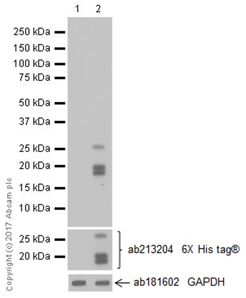 Western blot - Anti-Vasopressin antibody [EPR20602] (AB213708), expandable thumbnail