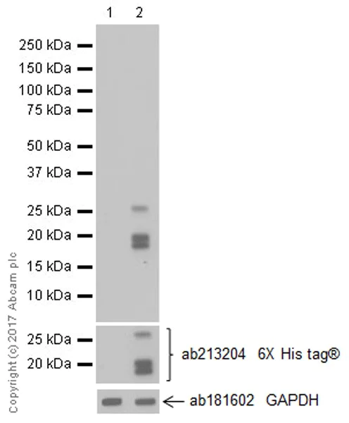 Western blot - Anti-Vasopressin antibody [EPR20602] (AB213708)
