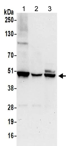 Western blot - Anti-VASP antibody - C-terminal (AB205952)
