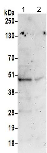 Western blot - Anti-VASP antibody - C-terminal (AB205952), expandable thumbnail