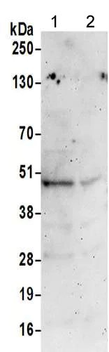 Western blot - Anti-VASP antibody - C-terminal (AB205952)