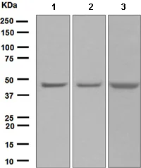 Western blot - Anti-VASP antibody [EPR1337(2)] (AB109321)