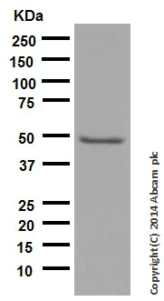 Western blot - Anti-VASP antibody [EPR1337(2)] (AB109321)