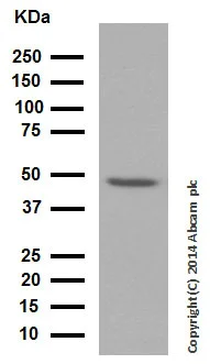 Western blot - Anti-VASP antibody [EPR1337(2)] (AB109321)