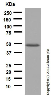 Western blot - Anti-VASP antibody [EPR1337(2)] (AB109321)