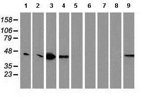 Western blot - Anti-VASP antibody [OTI1H8] (AB114029)