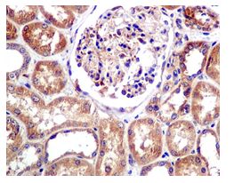 Immunohistochemistry (Formalin/PFA-fixed paraffin-embedded sections) - Anti-VASP (phospho S156) antibody [EPR1065(2)] (AB109541)