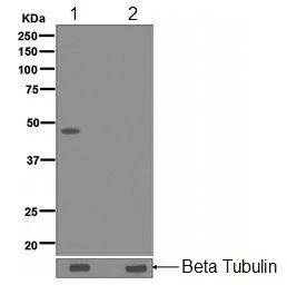 Western blot - Anti-VASP (phospho S156) antibody [EPR1065(2)] (AB109541)