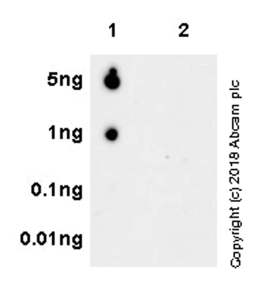 Dot Blot - Anti-VASP (phospho S239) antibody [EPR21734] (AB218619)