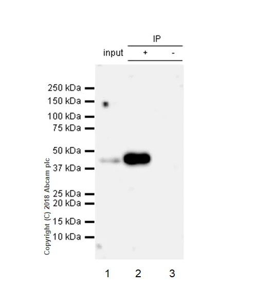 Immunoprecipitation - Anti-VASP (phospho S239) antibody [EPR21734] (AB218619)