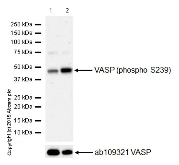 Western blot - Anti-VASP (phospho S239) antibody [EPR21734] (AB218619)