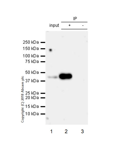 Immunoprecipitation - Anti-VASP (phospho S239) antibody [EPR21734] - BSA and Azide free (AB242021)