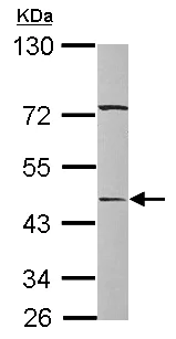 Western blot - Anti-Vaspin antibody (AB101392)
